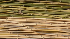 trocknende Bambusstangen aus meinem Garten