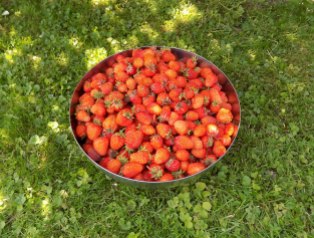 b is Anfang Juli gabs heuer Erdbeeren